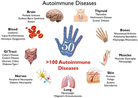 immune system attacks your body