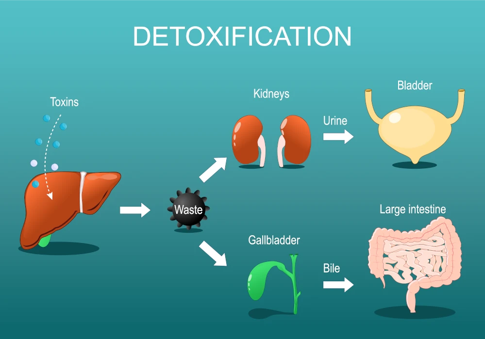 detoxification pathways